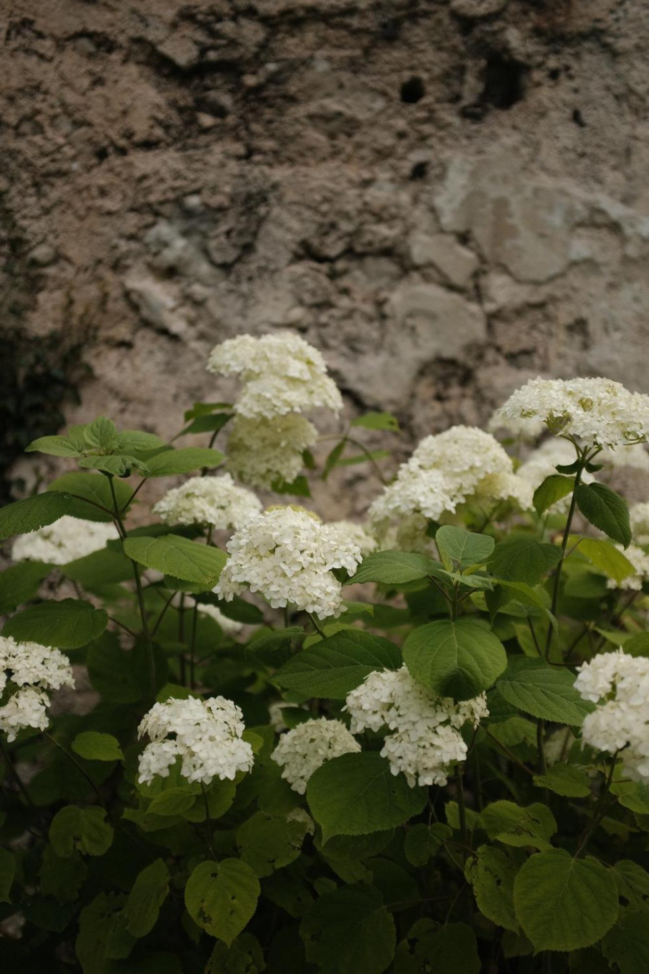 Gorska Roza Bed and Breakfast Log pod Mangartom Εξωτερικό φωτογραφία